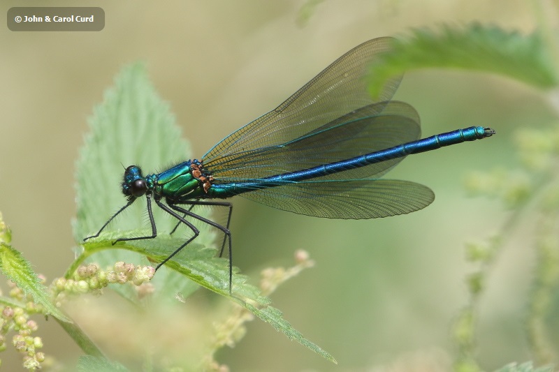 J18_0925 Calopteryx xanthostoma imm male.JPG